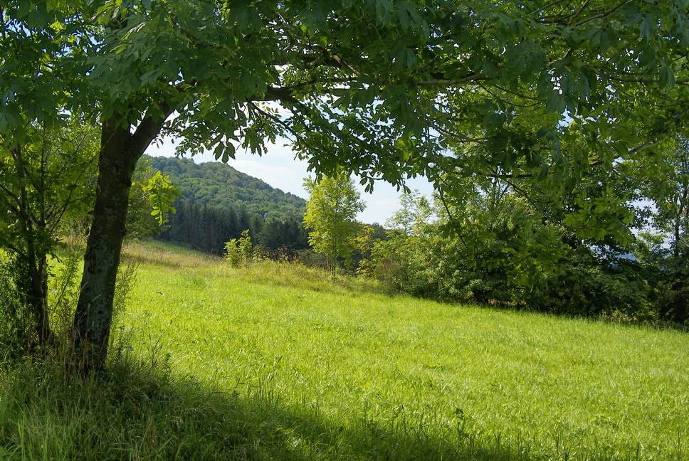 Wiesenlandschaft in der Rhön